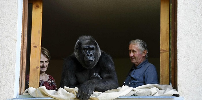 Französisches Paar lebt seit 18 Jahren mit einem Gorilla zusammen 